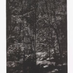 2005 - Forêt - Épreuve numérique sur toile - 127 x 92 cm