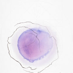 1997 - Rosa viola - Aquarelle et crayon sur papier - 76 x 56 cm